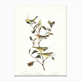 John James Audubon Black Throated Green Warbler Canvas Print