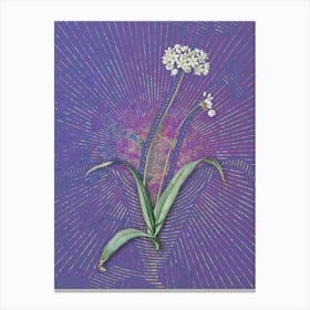 Vintage Spring Garlic Botanical Illustration on Veri Peri n.0591 Canvas Print