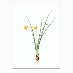 Vintage Daffodil Botanical Illustration on Pure White n.0454 Canvas Print