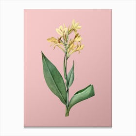 Vintage Water Canna Botanical on Soft Pink n.0230 Canvas Print