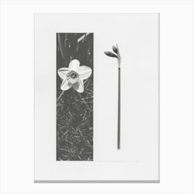Daffodil Flower Photo Collage 3 Canvas Print