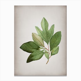 Vintage Bay Laurel Branch Botanical on Parchment n.0130 Canvas Print