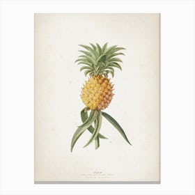 Vintage Ehret 1 Ananas Aculeatus Canvas Print