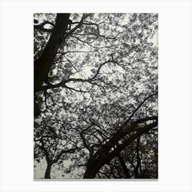 The World Of Trees By Binod Dawadi Canvas Print