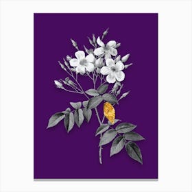 Vintage Musk Rose Black and White Gold Leaf Floral Art on Deep Violet n.0135 Canvas Print