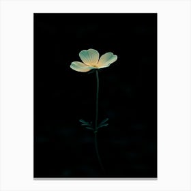 Single Flower In The Dark Canvas Print