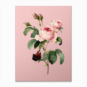 Vintage Provence Rose Botanical on Soft Pink n.0463 Canvas Print