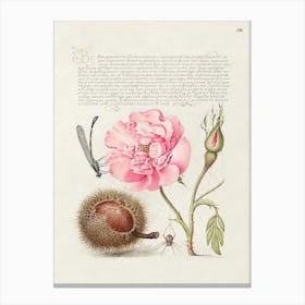 Damselfly, French Rose, Spanish Chestnut, And Spider From Mira Calligraphiae Monumenta, Joris Hoefnagel Canvas Print
