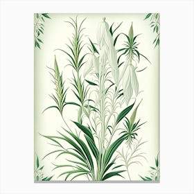 White Willow Herb Vintage Botanical Canvas Print