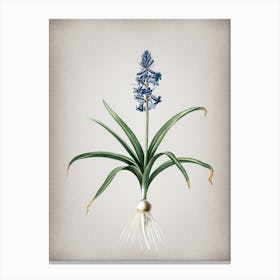 Vintage Scilla Patula Botanical on Parchment n.0284 Canvas Print