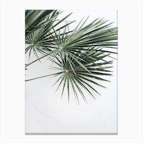Palm Tree On White Background Canvas Print