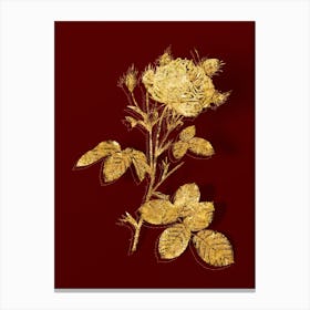 Vintage White Provence Rose Botanical in Gold on Red n.0417 Canvas Print