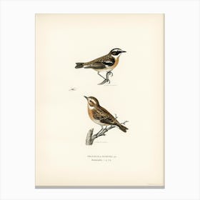 Whinchat, The Von Wright Brothers Canvas Print