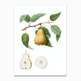 Vintage Pear Botanical Illustration on Pure White n.0949 Canvas Print