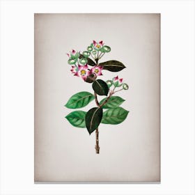 Vintage Tall Calotropis Flower Botanical on Parchment n.0771 Canvas Print