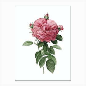 Vintage Giant French Rose Botanical Illustration on Pure White n.0055 Canvas Print