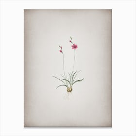 Vintage Ixia Crispa Botanical on Parchment Canvas Print