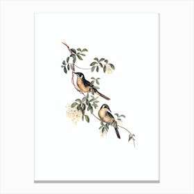 Vintage Singing Honeyeater Bird Illustration on Pure White n.0295 Canvas Print