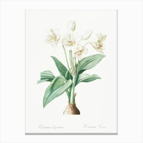 Crinum Giganteum, Pierre Joseph Redoute Canvas Print