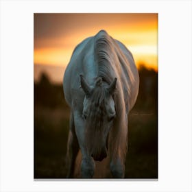 Horse bending down - Menen Belgium horse photo print - moody animal photography Canvas Print