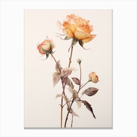 Pressed Flower Botanical Art Rose 2 Canvas Print