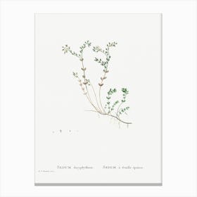 Sedum Dasyphyllum, Pierre Joseph Redoute Canvas Print