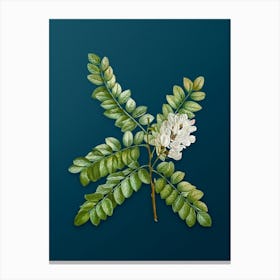 Vintage Clammy Locust Botanical Art on Teal Blue n.0017 Canvas Print