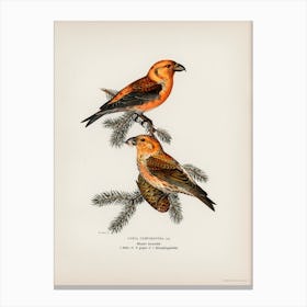 Red Crossbill (Loxia Curvirostra Bird), The Von Wright Brothers Canvas Print