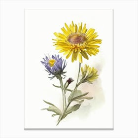 Golden Aster Wildflower Watercolour Canvas Print
