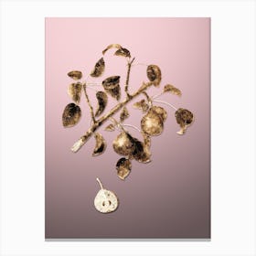 Gold Botanical Seckel Pear on Rose Quartz n.4307 Canvas Print