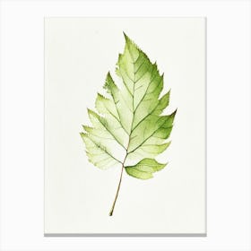 Elm Leaf Minimalist Watercolour 1 Canvas Print