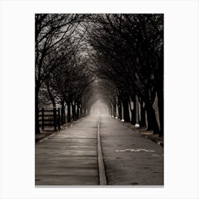 Path Through The Trees Canvas Print