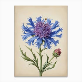 Germany National Flower the Cornflower Canvas Print