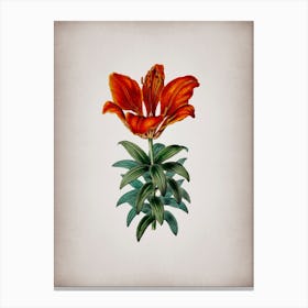 Vintage Blood Red Lily Flower Botanical on Parchment n.0966 Canvas Print