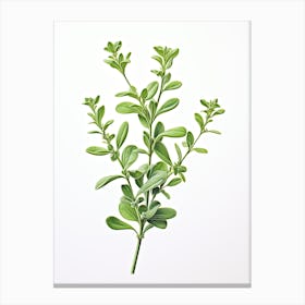 Thyme Vintage Botanical Herbs 7 Canvas Print