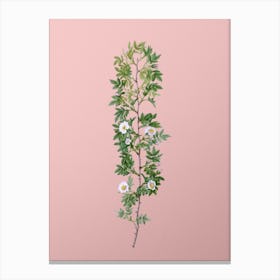 Vintage Cuspidate Rose Botanical on Soft Pink n.0397 Canvas Print