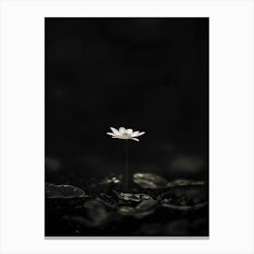 Lotus Flower 33 Canvas Print