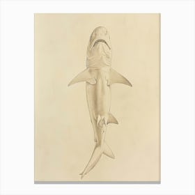 Phoebefy A Pencil Crayon Drawing Of A Shark Centred 1970prese 2195bb1a Fbb7 4268 9d5c 8ad9e61ce27a 3 Canvas Print