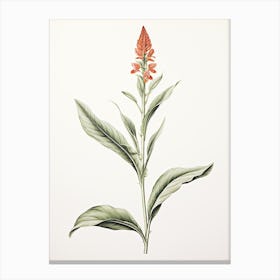 Ginger Vintage Botanical Herbs 3 Canvas Print