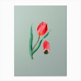 Vintage Sun's Eye Tulip Botanical Art on Mint Green n.0840 Canvas Print