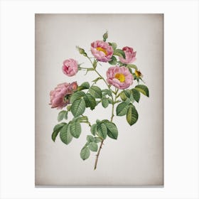 Vintage Tomentose Rose Botanical on Parchment n.0504 Canvas Print