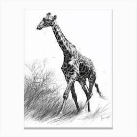 Giraffe In The Grass Pencil Drawing 3 Canvas Print