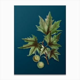 Vintage Old World Sycamore Botanical Art on Teal Blue n.0672 Canvas Print