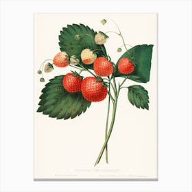 The Boston Pine Strawberry, Charles Hovey Canvas Print