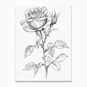 Roses Sketch 61 Canvas Print