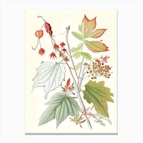 Ginseng Spices And Herbs Pencil Illustration 1 Canvas Print