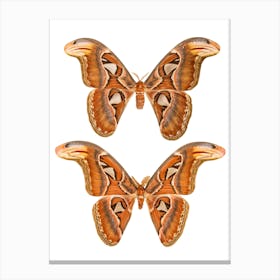 Two Butterflies And Moths Canvas Print