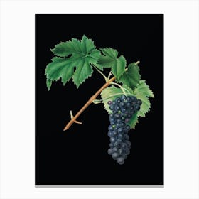 Vintage Black Aleatico Grape Botanical Illustration on Solid Black n.0035 Canvas Print