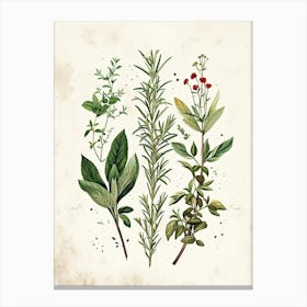 Garden Herbs Vintage Illustration 2 Canvas Print
