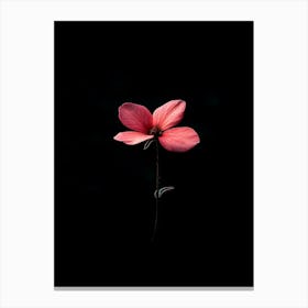 Single Flower On A Black Background 3 Canvas Print